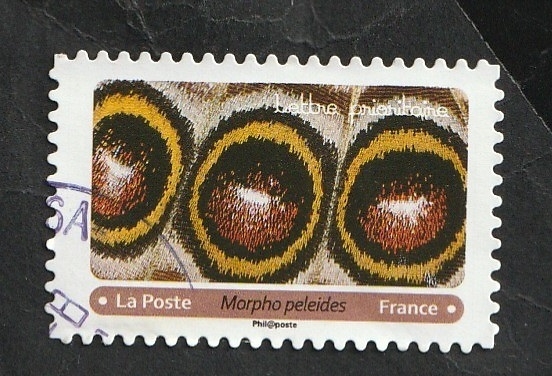 Mariposa