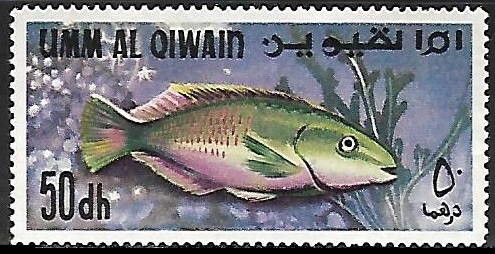 Peces - Parrotfish (Scarus sp.)