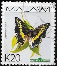 mariposas
