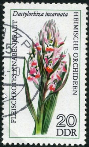 Orquidea