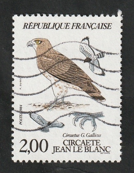 2338 - Ave rapaz diurna, Circaetus G. Gallicus