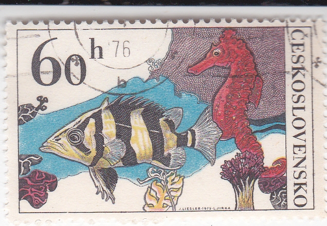 PEZ Y CABALLITO DE MAR 