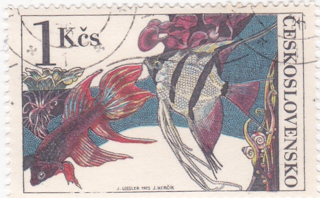 PECES TROPICALES 