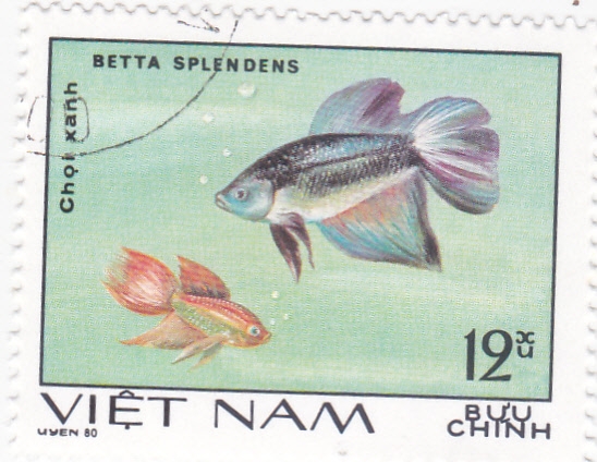 peces tropicales