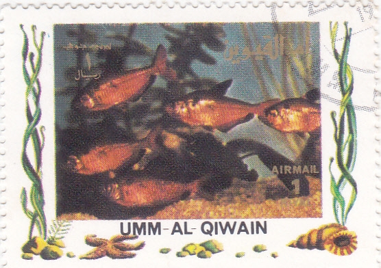peces tropicales