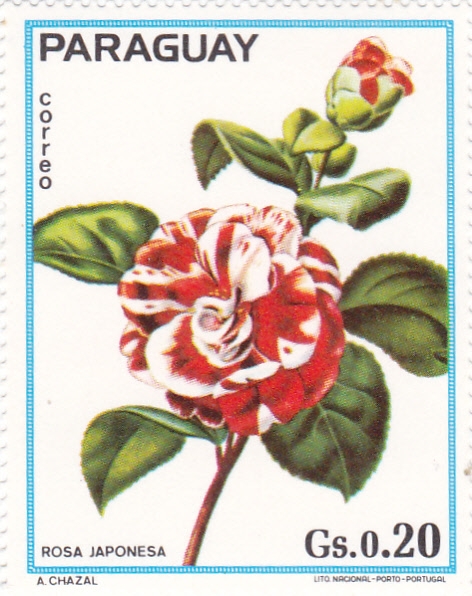ROSA JAPONESA 