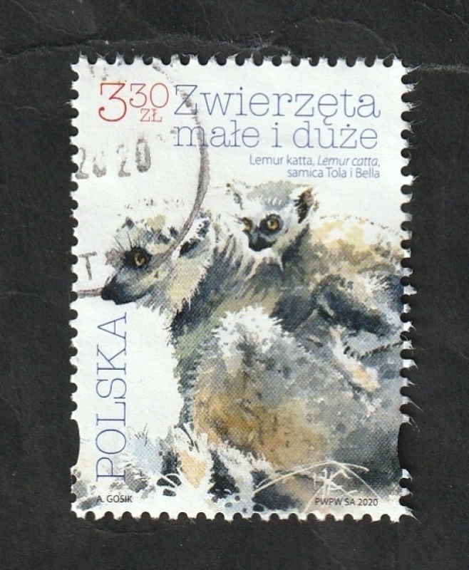 Fauna, Lémur de cola anillada, Lemur catta