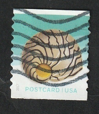 4977 - Concha marina