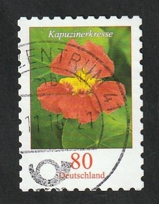 3255 - Flor, Tropaeolum majus