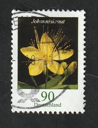 3094 - Flor