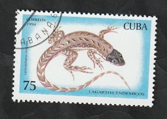 3414 - Lagarto