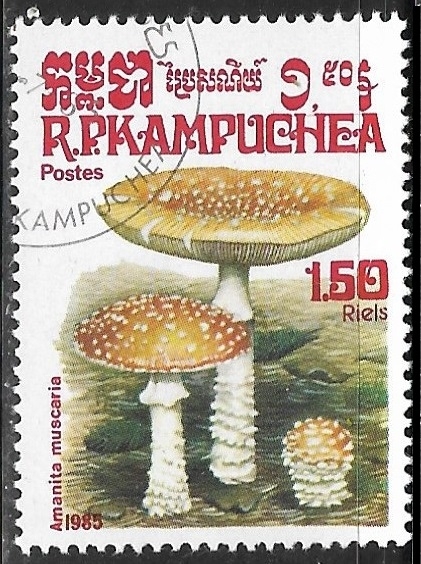 Setas - Amanita Muscaria