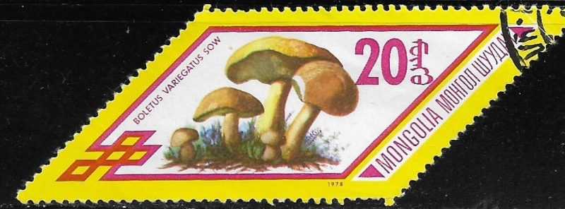 Setas - Boletus variegatus