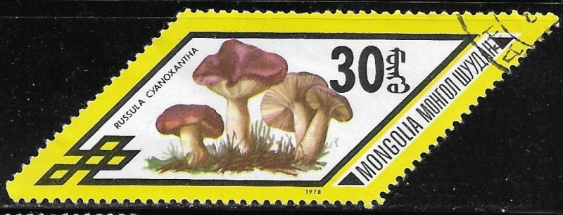 Setas - Russula cyanoxantha