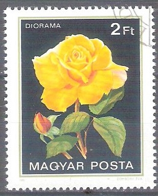 rosa Y2808