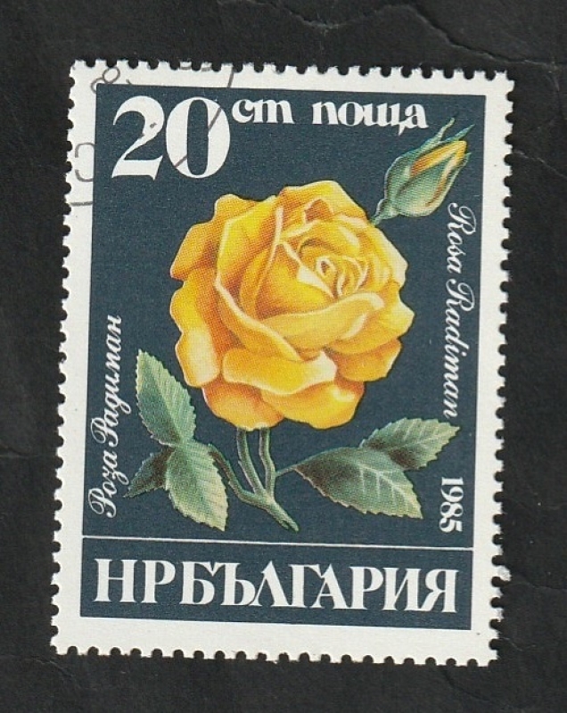 2931 - Rosa