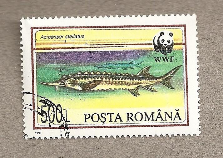 Pez: Acipenser stellatus