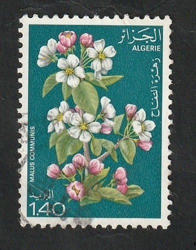 682 - Flores