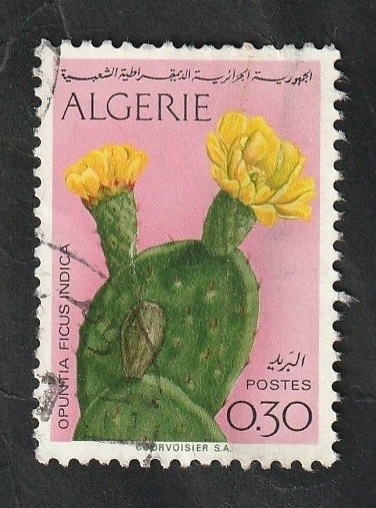 568 - Flores