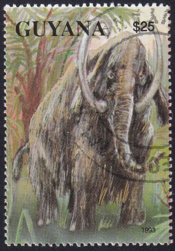 Mammut