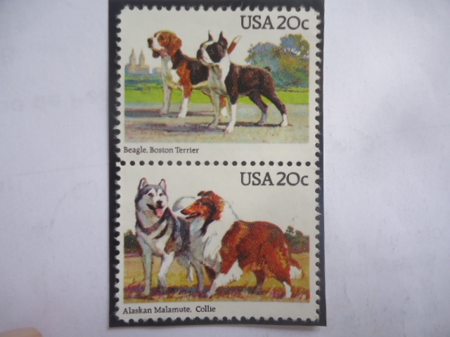 Dogs: Beagle - Boston Terrier - Alaskan Malamute - Collie - Serie: Dogs.- (Canis Lupus Familiaris)