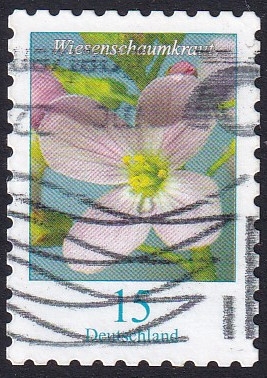 Cardamine pratensis