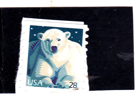 Oso polar