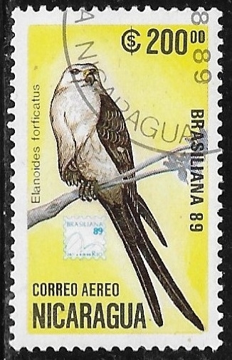 Elanoides forficatus