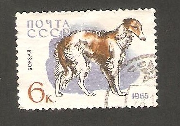 2923 - Perro de raza