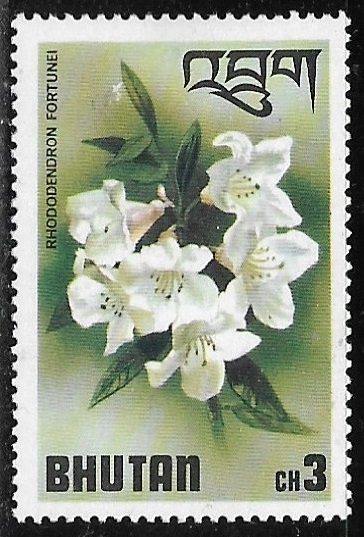 Flores - Rhododendron fortunei