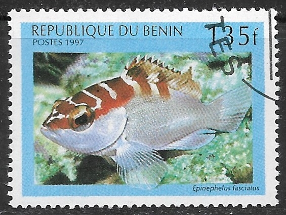 Peces - Epinephelus fasciatus)