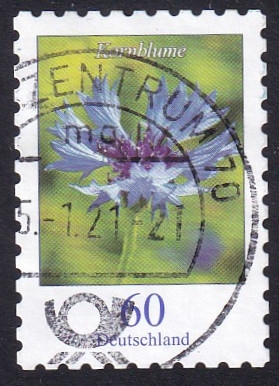 centaurea cyanus