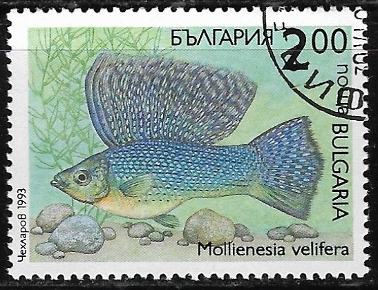 Peces - Mollienesia velifera