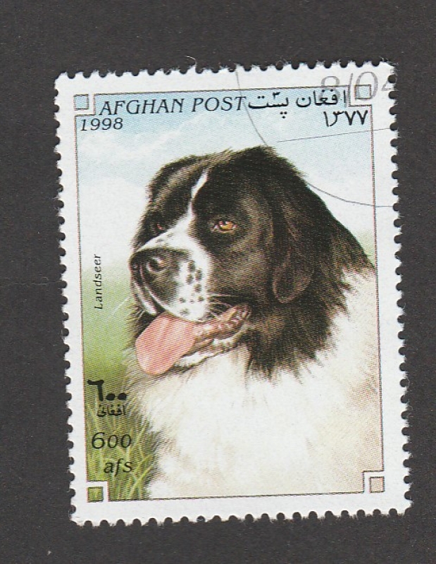 Perro raza Landseer