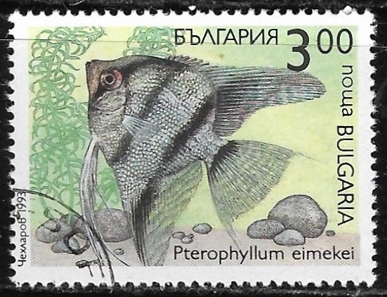 Peces - Pterophyllum eimekei