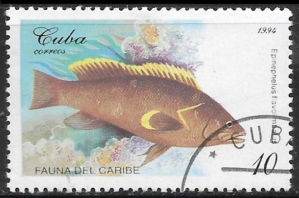 Peces - Epinephelus flavolimbatus