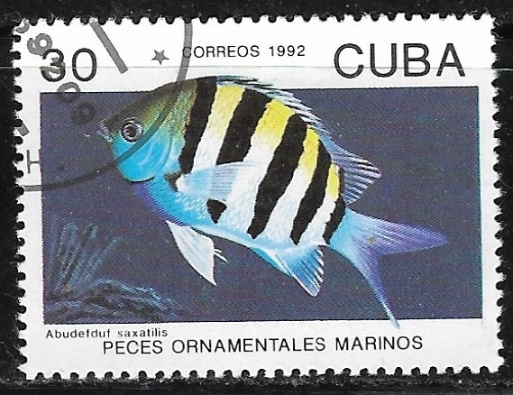 Peces - Abudefduf saxatilis
