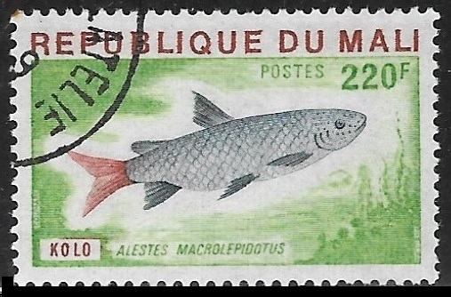 Peces - Alestes macrolepidotus