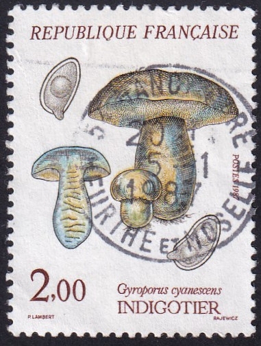 Gyroporus cyanescens