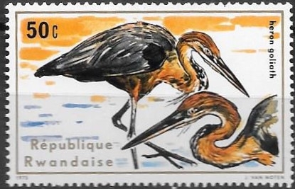 aves