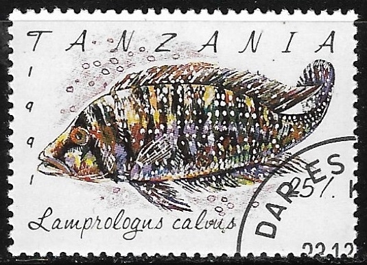 Peces - Lamprologus calvus