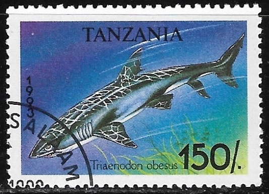 Peces - Triaenodon obesus