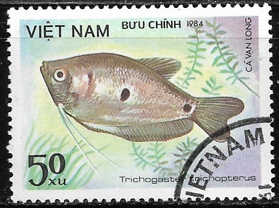 Peces - Trichogaster trichopterus