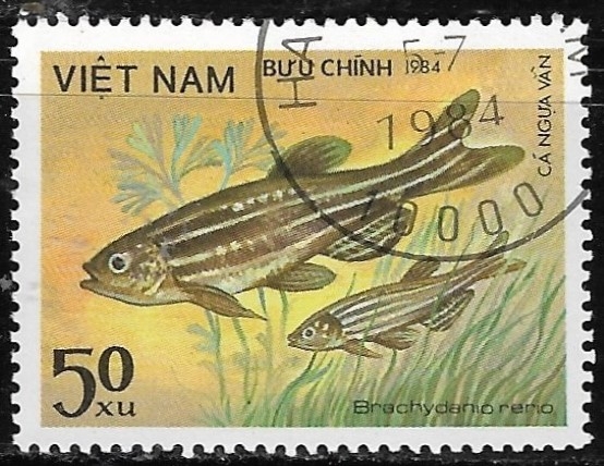 Peces -Brachydanio rerio
