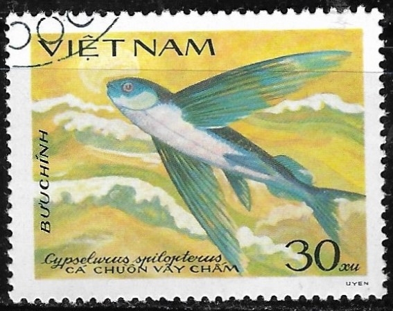 Peces - Cypselurus spilopterus