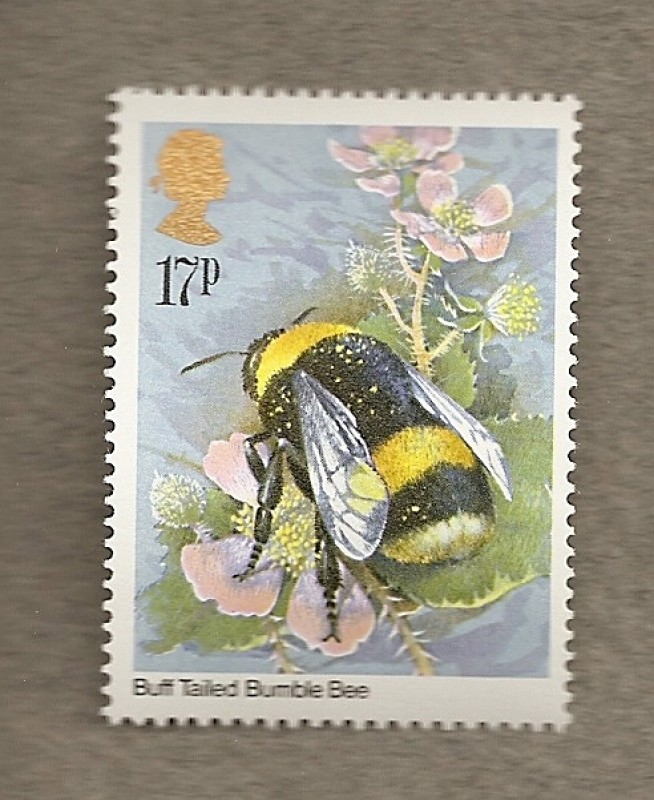 Insectos: Abejorro