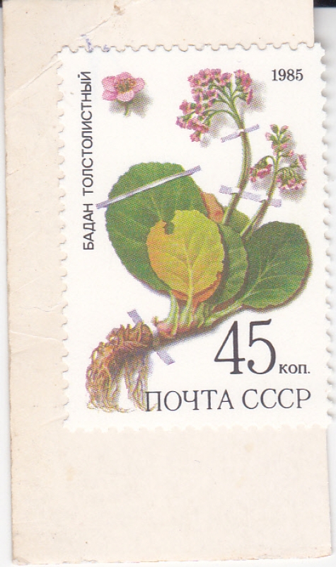 Bergenia crassifolia