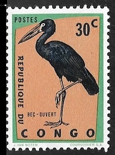 Anastomus lamelligerus