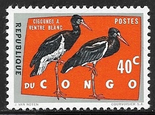 Ciconia abdimii