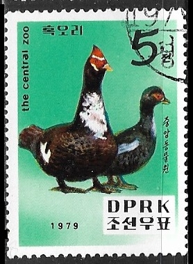 Patos